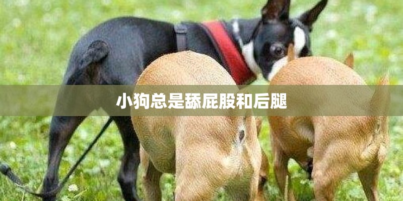 小狗总是舔屁股和后腿