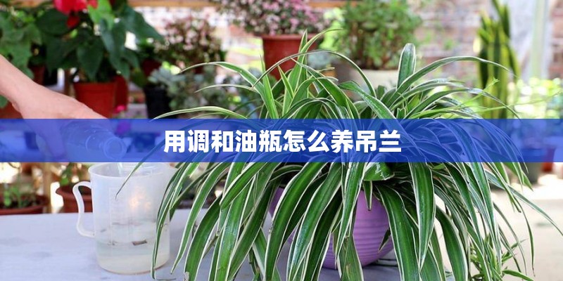 用调和油瓶怎么养吊兰