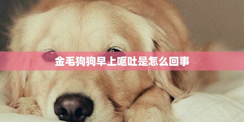 金毛狗狗早上呕吐是怎么回事