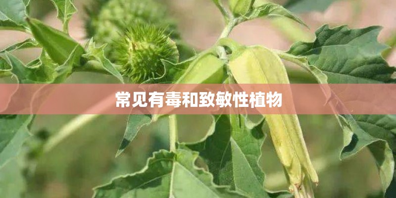 常见有毒和致敏性植物