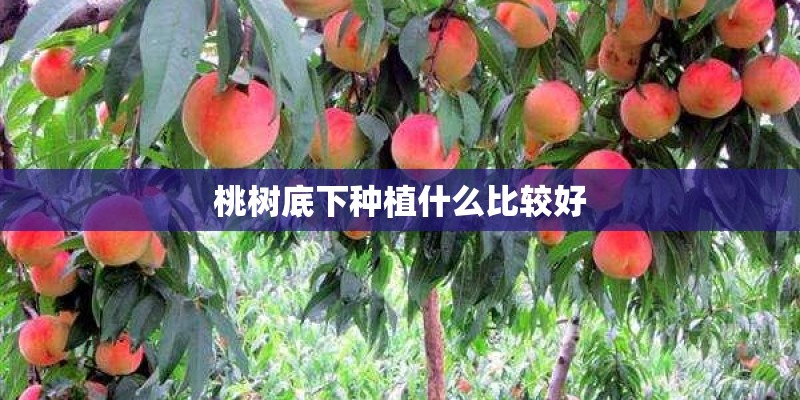 桃树底下种植什么比较好