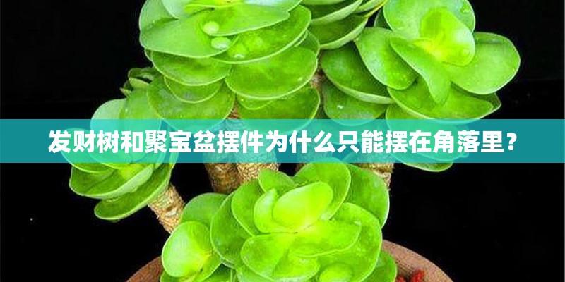 发财树和聚宝盆摆件为什么只能摆在角落里？