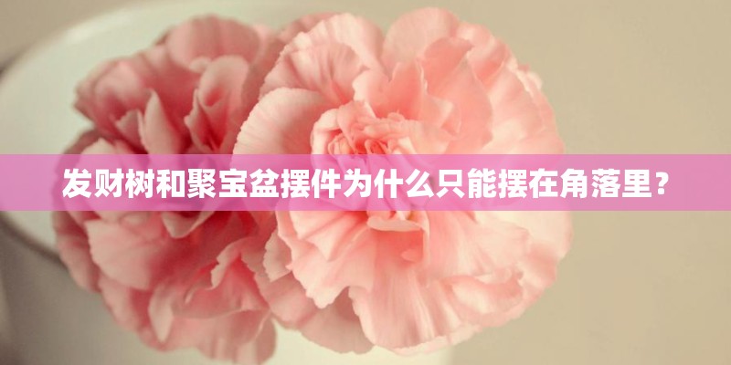 发财树和聚宝盆摆件为什么只能摆在角落里？