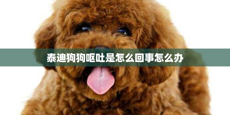 泰迪狗狗呕吐是怎么回事怎么办