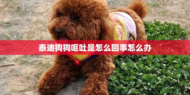 泰迪狗狗呕吐是怎么回事怎么办