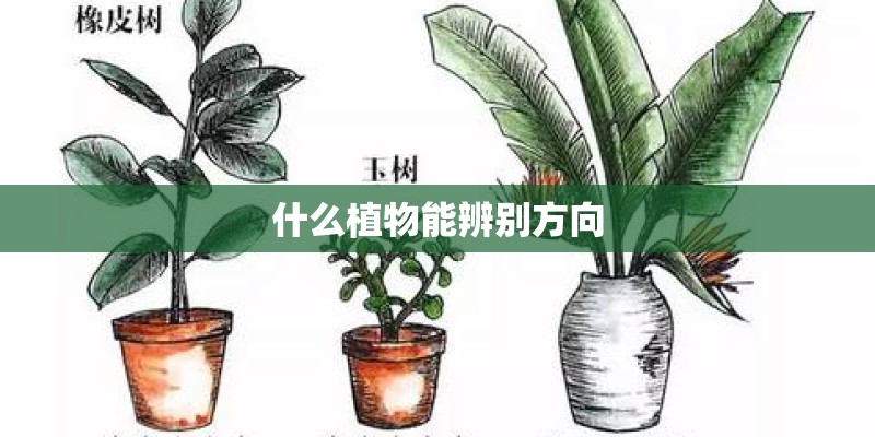 什么植物能辨别方向