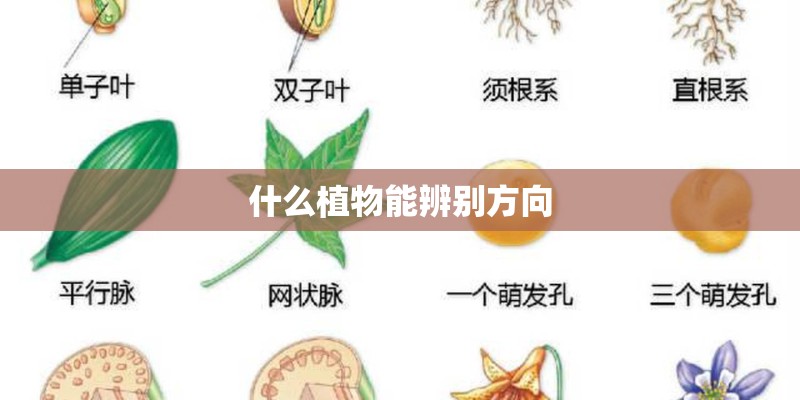 什么植物能辨别方向