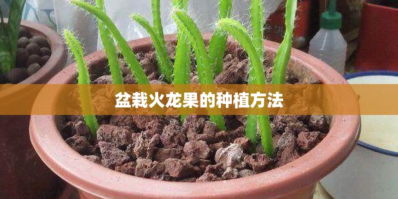 盆栽火龙果的种植方法