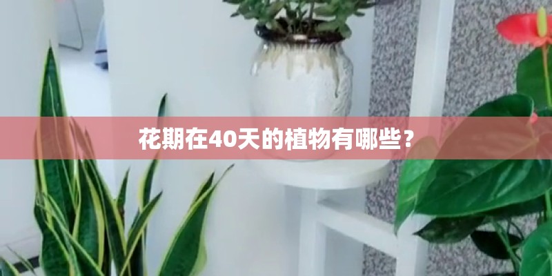 花期在40天的植物有哪些？