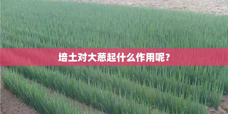培土对大葱起什么作用呢？