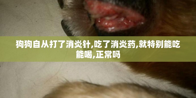 狗狗自从打了消炎针,吃了消炎药,就特别能吃能喝,正常吗