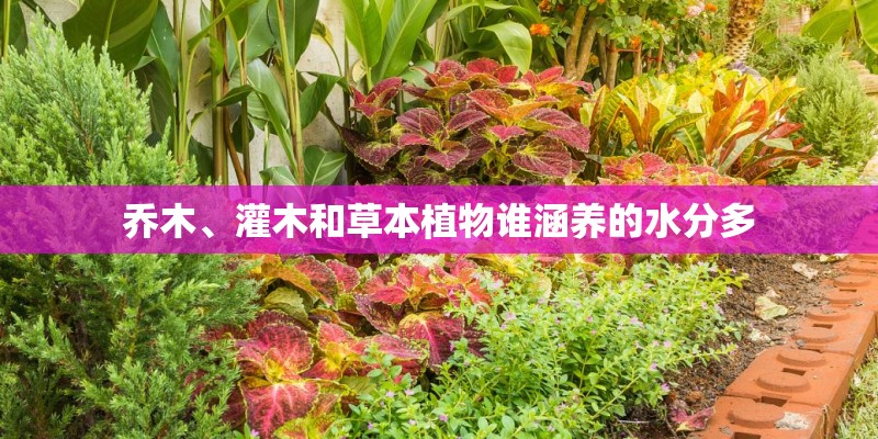 乔木、灌木和草本植物谁涵养的水分多