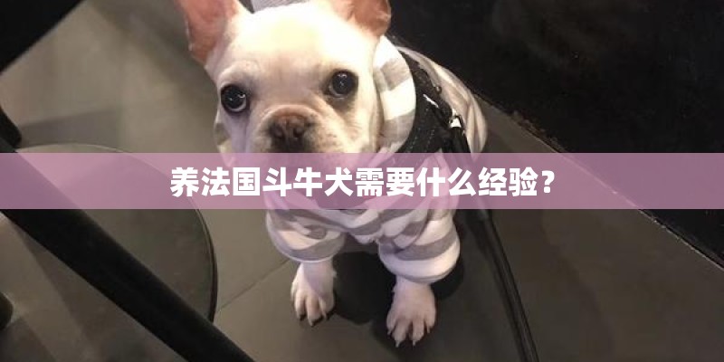 养法国斗牛犬需要什么经验？