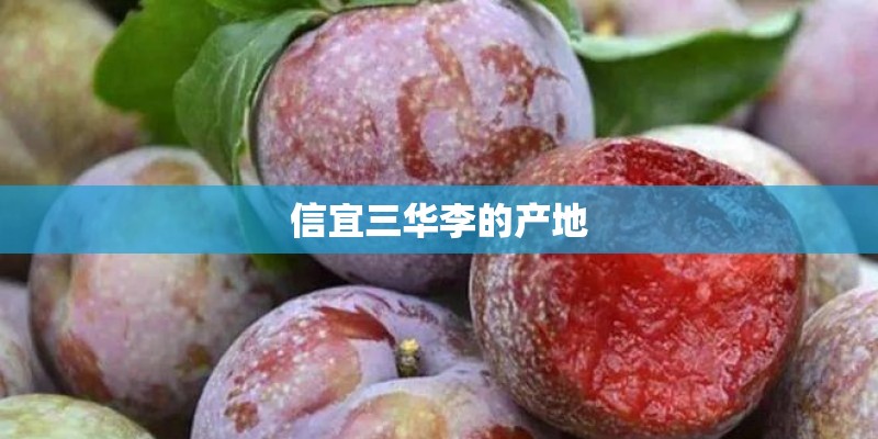 信宜三华李的产地