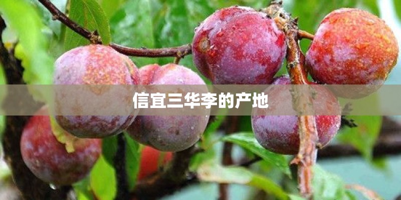 信宜三华李的产地