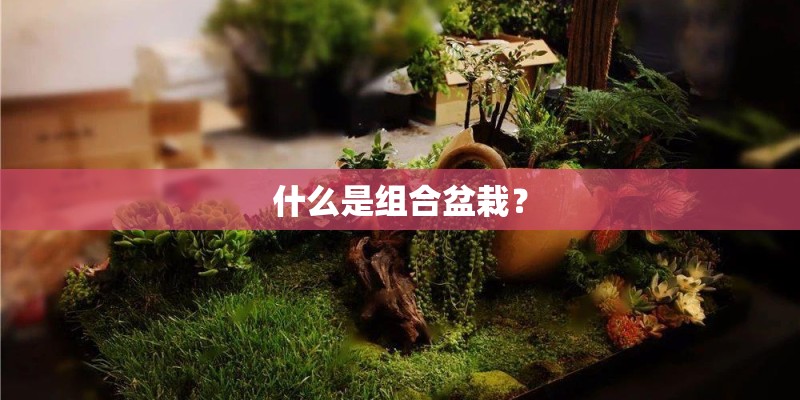 什么是组合盆栽？