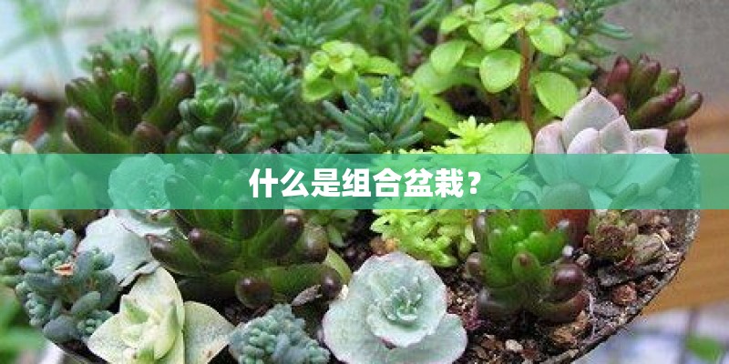 什么是组合盆栽？