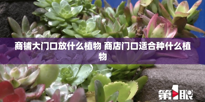 商铺大门口放什么植物 商店门口适合种什么植物