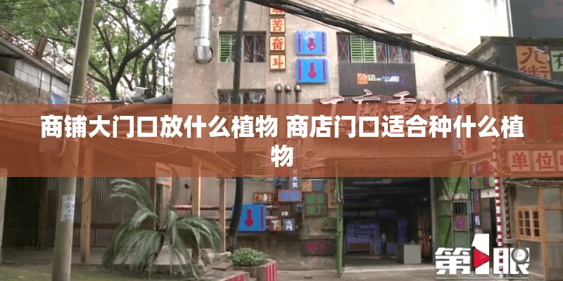 商铺大门口放什么植物 商店门口适合种什么植物