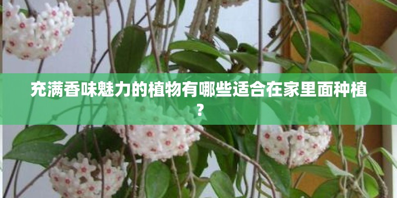 充满香味魅力的植物有哪些适合在家里面种植？