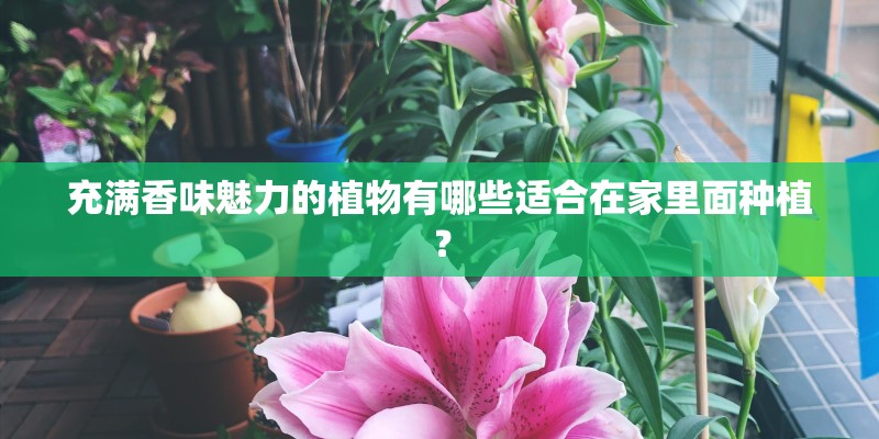 充满香味魅力的植物有哪些适合在家里面种植？