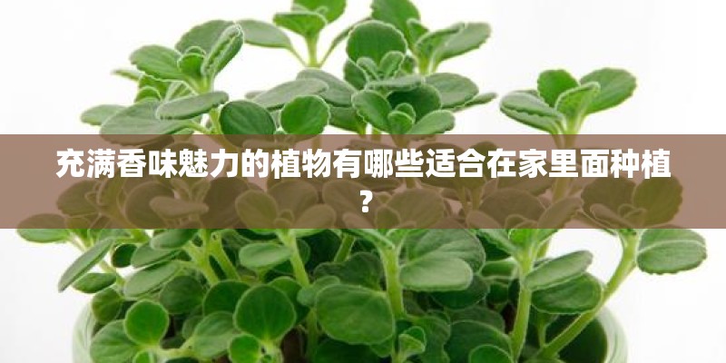 充满香味魅力的植物有哪些适合在家里面种植？