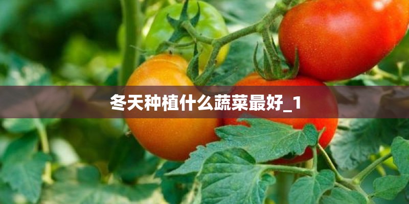 冬天种植什么蔬菜最好_1