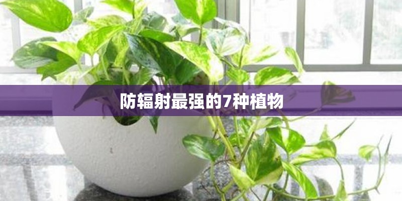 防辐射最强的7种植物