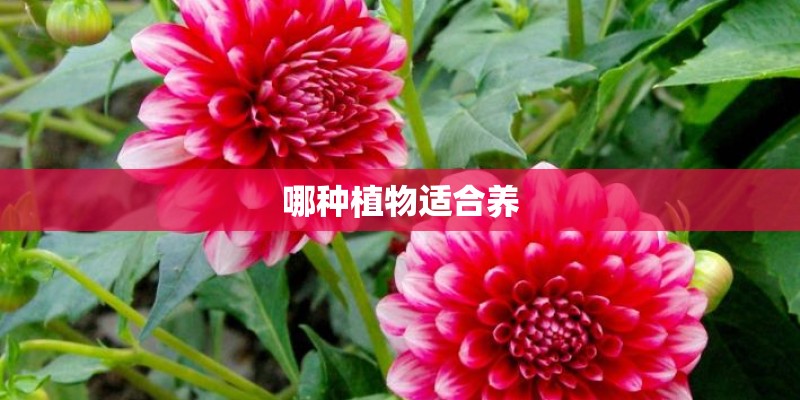 哪种植物适合养
