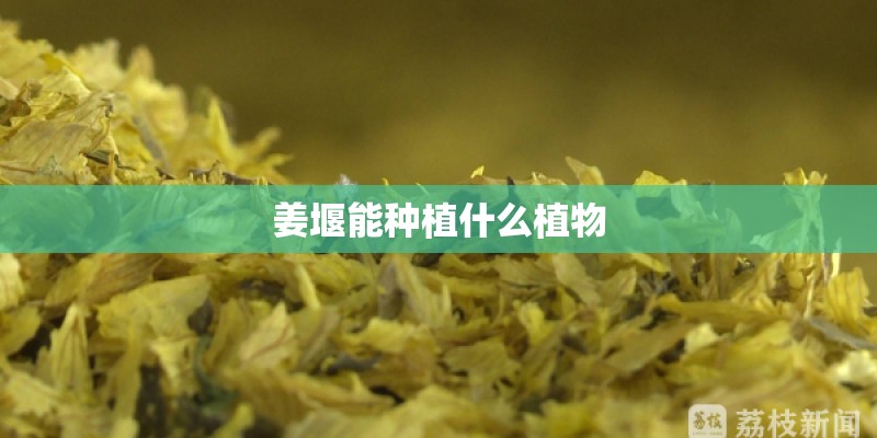 姜堰能种植什么植物