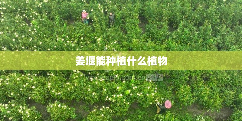 姜堰能种植什么植物 姜堰能种植什么植物