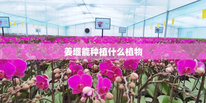 姜堰能种植什么植物 姜堰能种植什么植物