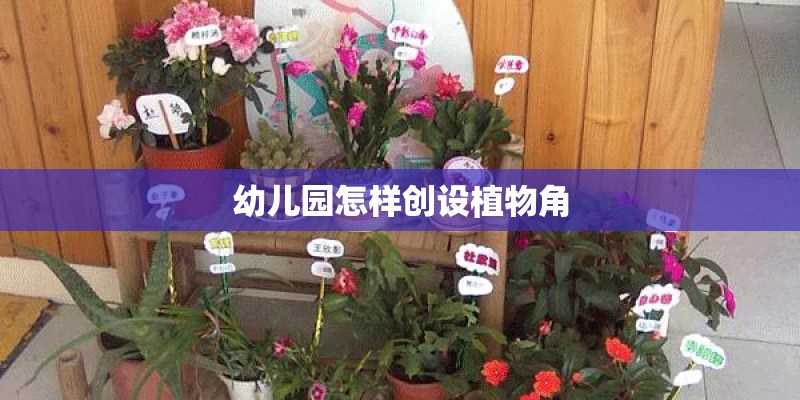 幼儿园怎样创设植物角