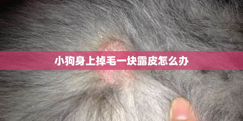 小狗身上掉毛一块露皮怎么办