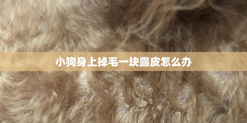 小狗身上掉毛一块露皮怎么办