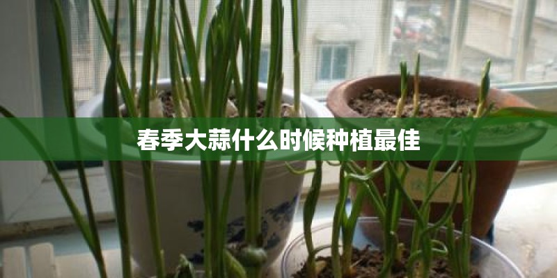 春季大蒜什么时候种植最佳 春季大蒜什么时候种植最佳