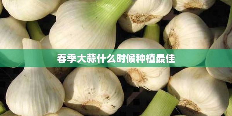 春季大蒜什么时候种植最佳 春季大蒜什么时候种植最佳