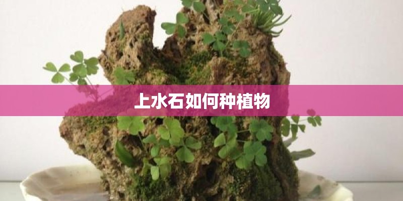 上水石如何种植物