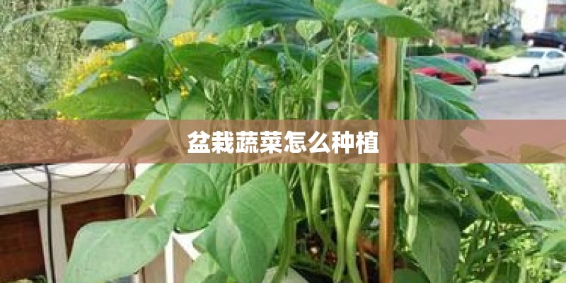 盆栽蔬菜怎么种植