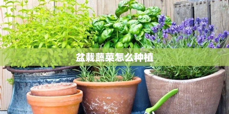 盆栽蔬菜怎么种植