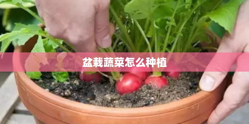 盆栽蔬菜怎么种植