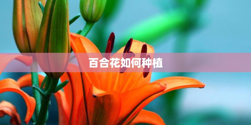 百合花如何种植