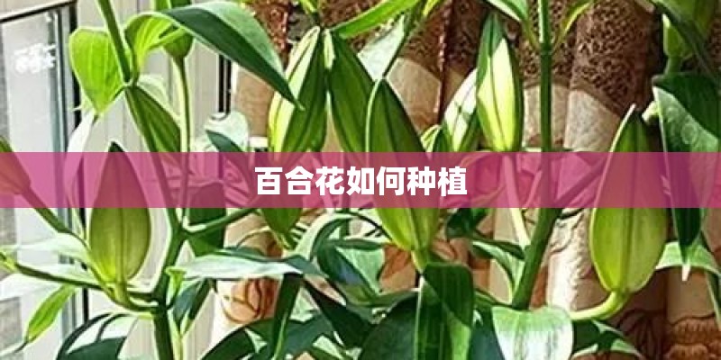 百合花如何种植