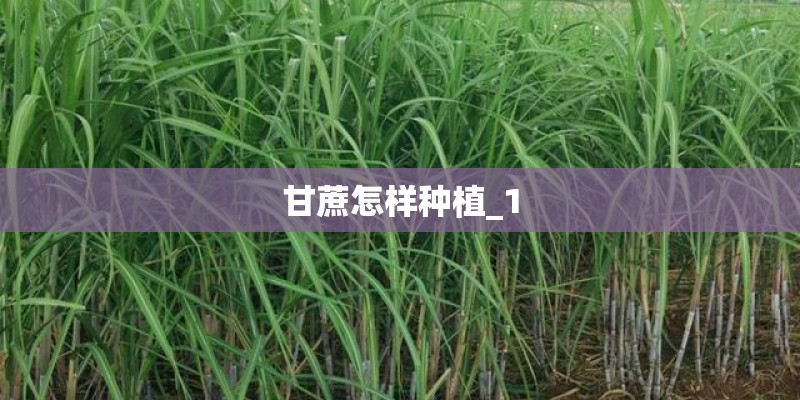 甘蔗怎样种植_1