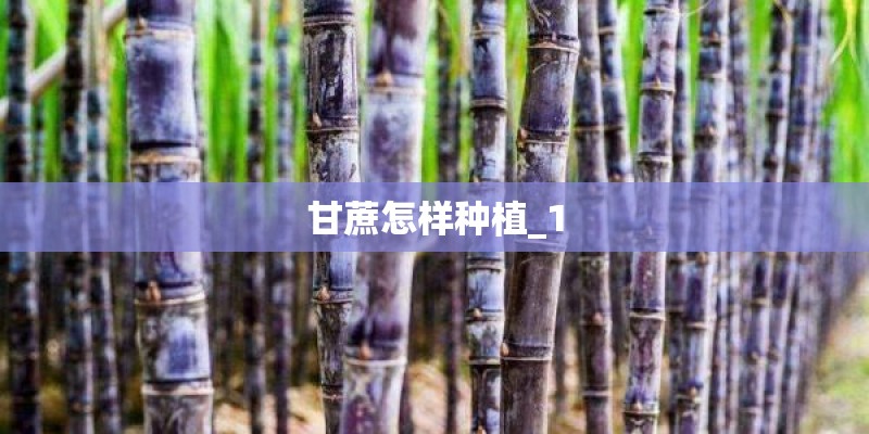 甘蔗怎样种植_1
