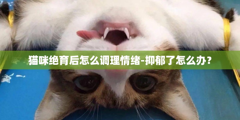 猫咪绝育后怎么调理情绪-抑郁了怎么办？