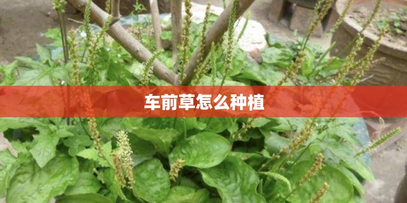 车前草怎么种植