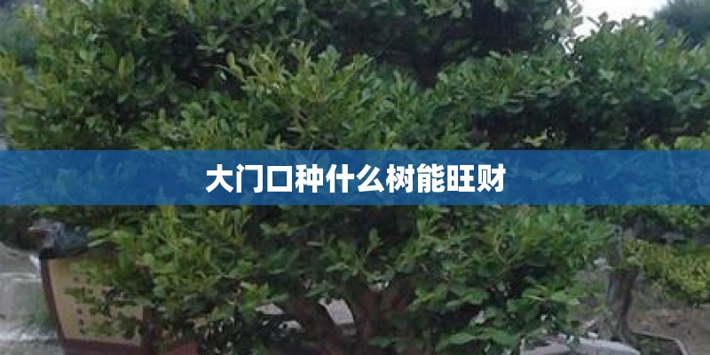 大门口种什么树能旺财