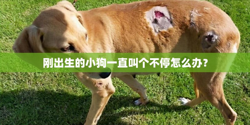 刚出生的小狗一直叫个不停怎么办？
