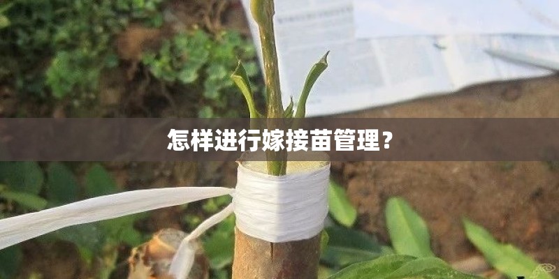 怎样进行嫁接苗管理？